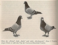 Meulemans