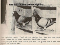 Meulemans