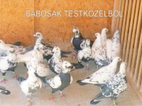 Albumok