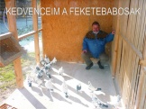 kedven ceim a babosok